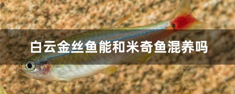 白云金丝鱼能和米奇鱼混养吗