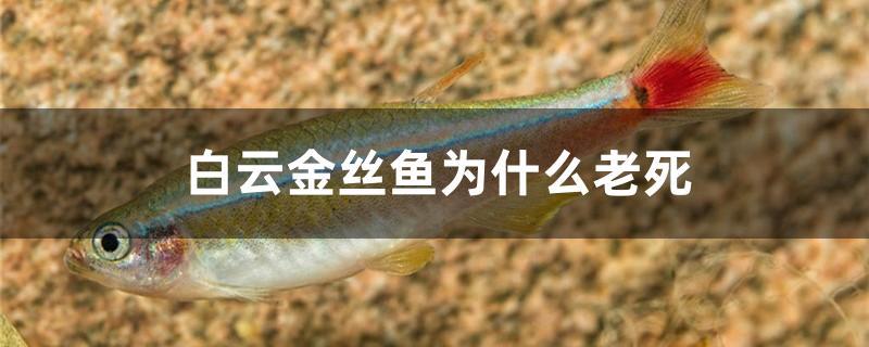 白云金絲魚為什么老死 觀賞魚水族批發(fā)市場