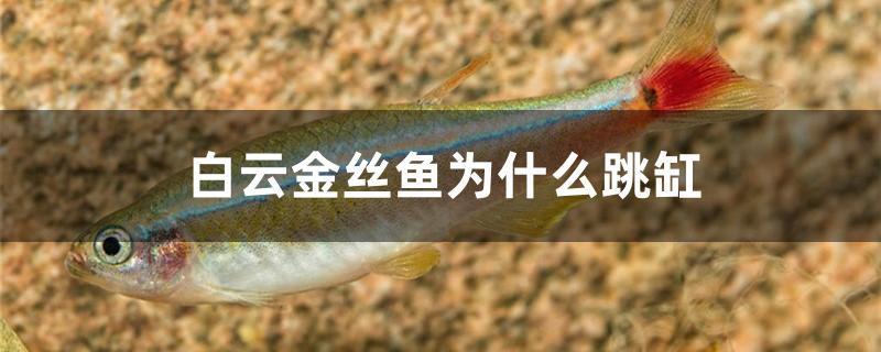白云金丝鱼为什么跳缸