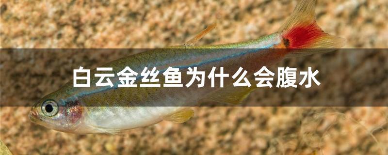 白云金絲魚為什么會腹水