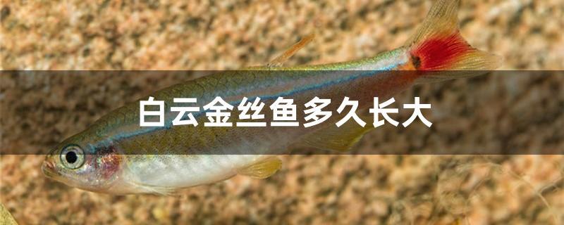 白云金丝鱼多久长大
