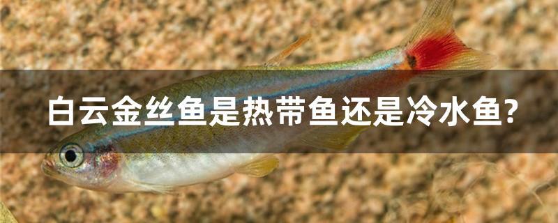 白云金絲魚是熱帶魚還是冷水魚？ 照明器材