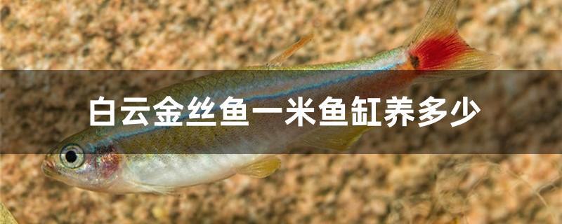 白云金丝鱼一米鱼缸养多少 泰国虎鱼（泰虎）