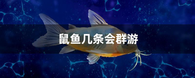 鼠鱼几条会群游 水族维护服务（上门）