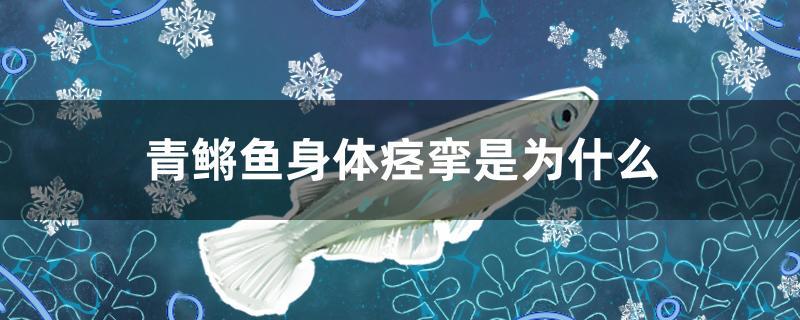 青鳉魚(yú)身體痙攣是為什么 白子銀龍魚(yú)苗