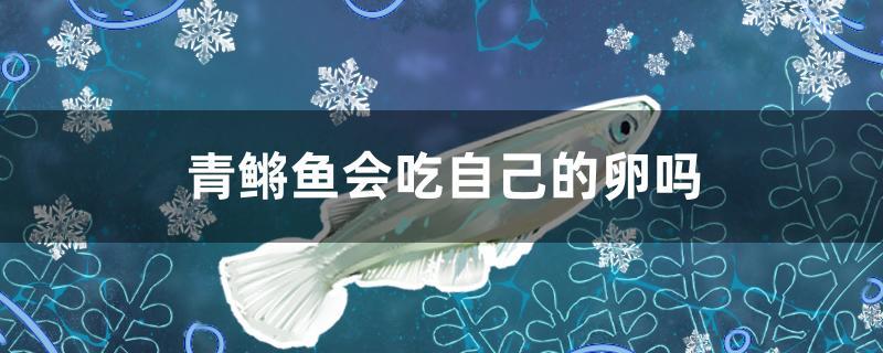 青鳉魚會吃自己的卵嗎 七彩神仙魚