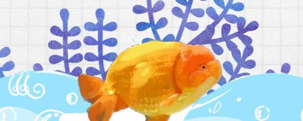 兰寿金鱼腹水症状 治疗方法 鱼百科