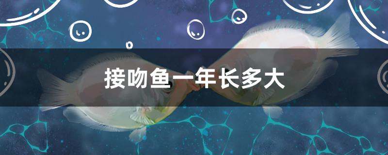 接吻鱼一年长多大 观赏鱼进出口