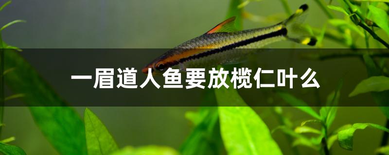 一眉道人魚要放欖仁葉么