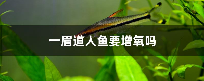 一眉道人魚要增氧嗎 蘇虎苗（蘇門答臘虎魚苗）