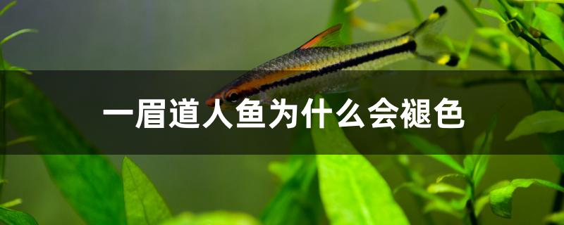 一眉道人鱼为什么会褪色