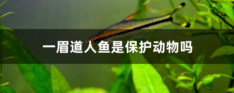 一眉道人魚是保護(hù)動(dòng)物嗎 祥龍龍魚魚糧