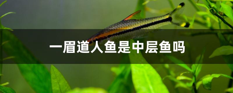 一眉道人魚是中層魚嗎 黃金招財貓魚