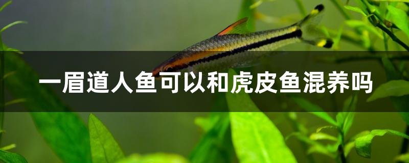 一眉道人鱼可以和虎皮鱼混养吗 水族周边