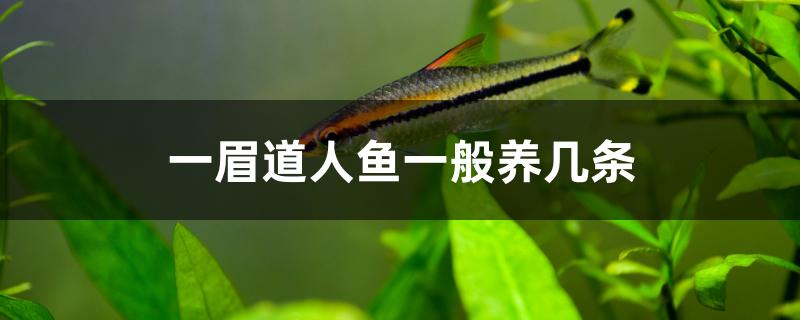 一眉道人魚一般養(yǎng)幾條 黃鰭鯧魚