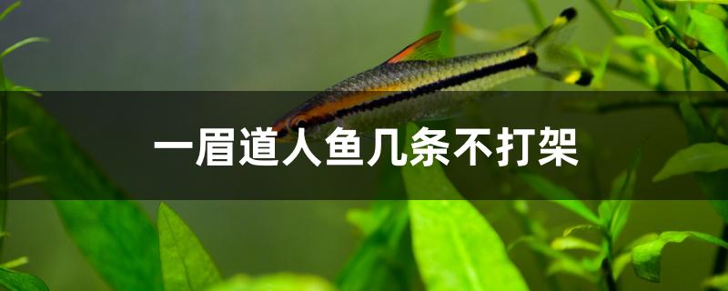 一眉道人鱼几条不打架