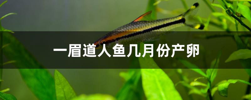 一眉道人魚幾月份產(chǎn)卵 虎魚魚苗