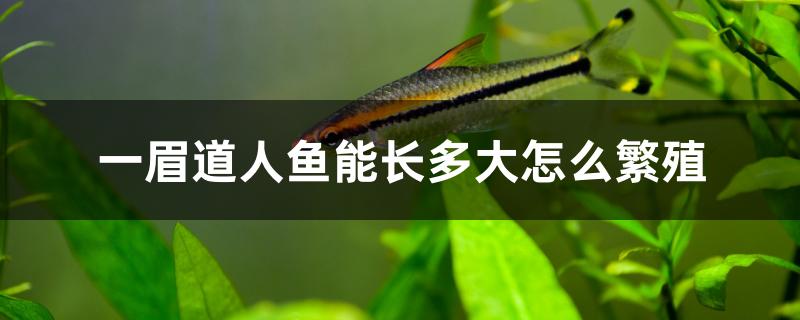 一眉道人鱼能长多大怎么繁殖 定时器/自控系统