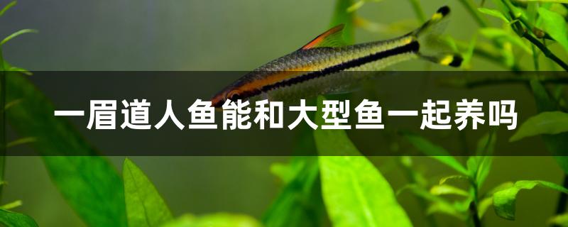 一眉道人魚(yú)能和大型魚(yú)一起養(yǎng)嗎 龍魚(yú)麻藥（祥龍Nika）