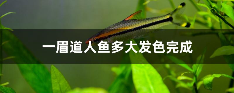 一眉道人魚多大發(fā)色完成 觀賞蝦蟹等飼料