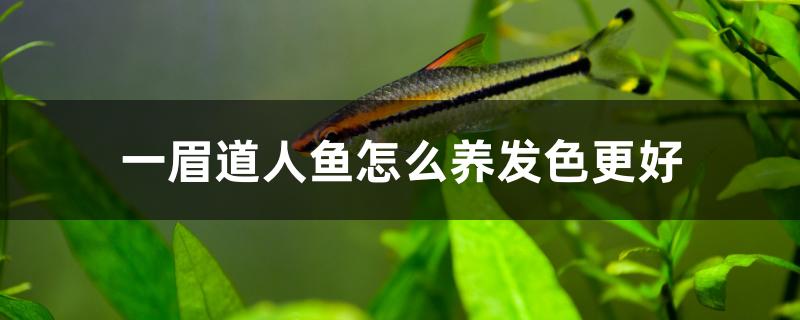 一眉道人鱼怎么养发色更好 黄金斑马鱼