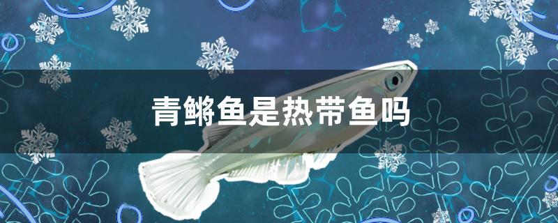 青鳉魚是熱帶魚嗎 廣州祥龍國際水族貿(mào)易