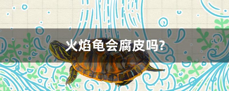 火焰龟会腐皮吗?