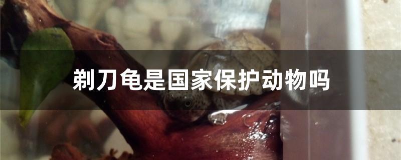 剃刀龟是国家保护动物吗