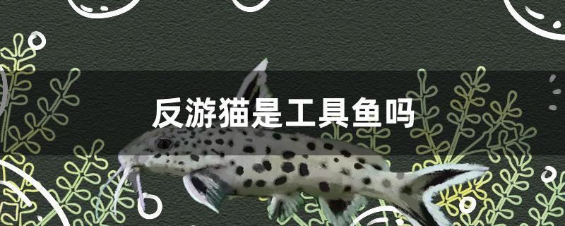 反游貓是工具魚嗎