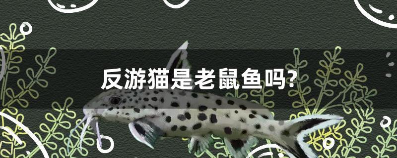 反游貓是老鼠魚嗎？