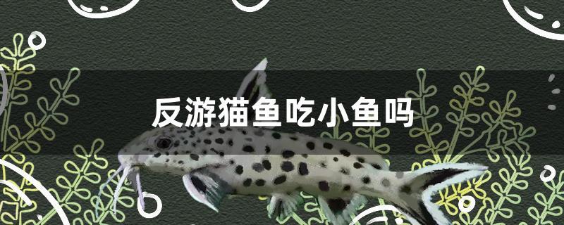 反游貓魚吃小魚嗎