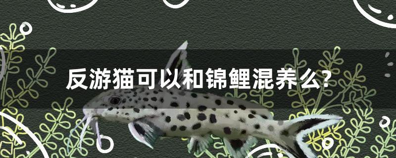 反游貓可以和錦鯉混養(yǎng)么？ 黃金貓魚百科