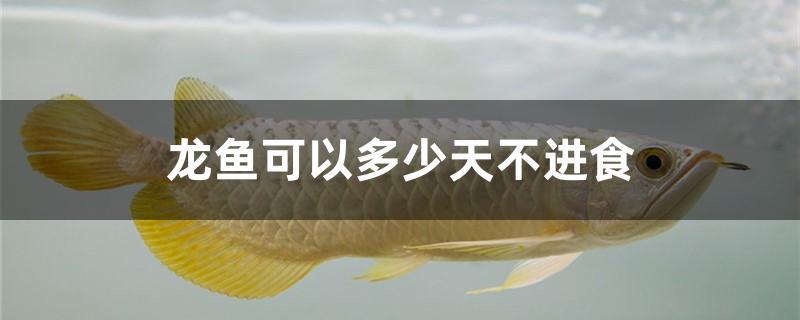 龍魚(yú)可以多少天不進(jìn)食