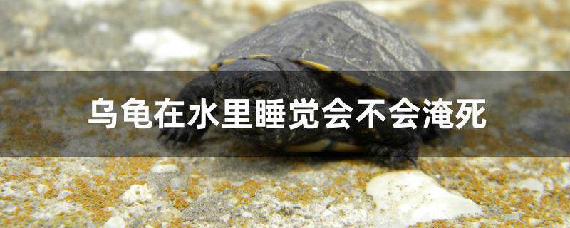 乌龟在水里睡觉会不会淹死 马来西亚猫山王榴莲