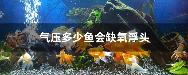 气压多少鱼会缺氧浮头