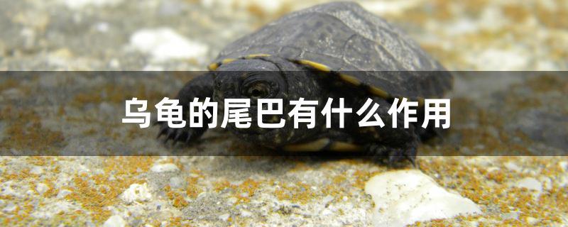 乌龟的尾巴有什么作用