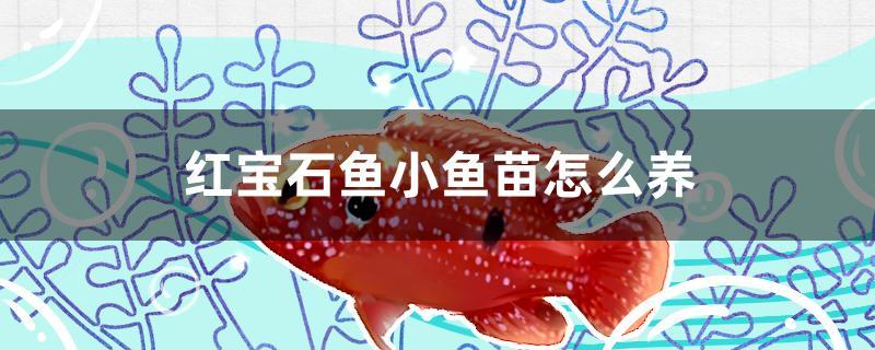 红宝石鱼小鱼苗怎么养 电鳗