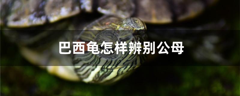 巴西龟怎样辨别公母 铁甲武士