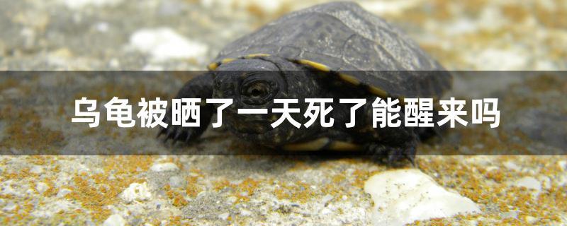 烏龜被曬了一天死了能醒來嗎 其他寵物