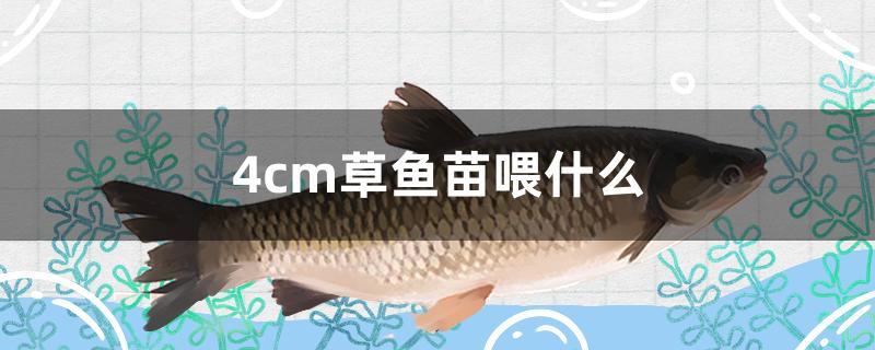 4cm草鱼苗喂什么 黑白双星鱼