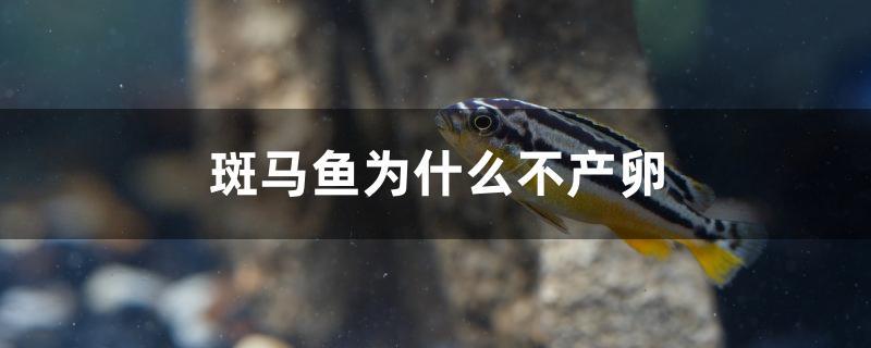 斑马鱼为什么不产卵 黄金眼镜蛇雷龙鱼