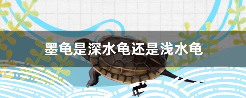 墨龟是深水龟还是浅水龟
