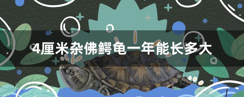 4厘米杂佛鳄龟一年能长多大 黄金斑马鱼