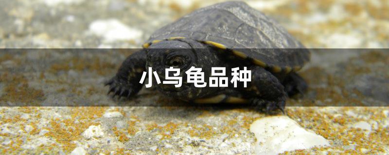 小乌龟品种