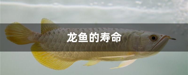 龙鱼的寿命 翡翠凤凰鱼