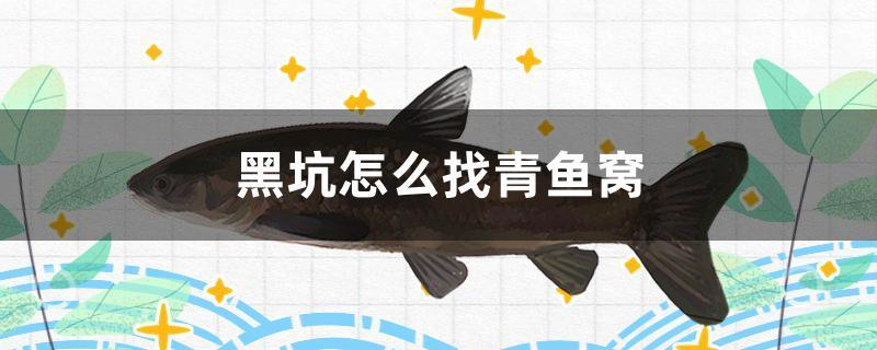 黑坑怎么找青魚窩