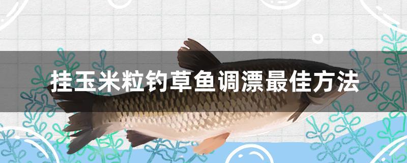 挂玉米粒钓草鱼调漂最佳方法 电鳗