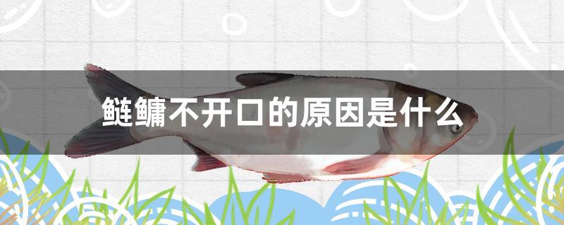 鰱鳙不開口的原因是什么 黑金魟魚