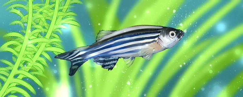 How long does the belly of zebrafish grow to lay eggs, and how to raise small fish