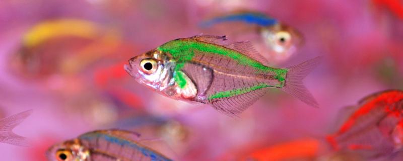 ガラス張りの魚は染色されているのか、寿命に影響するのか